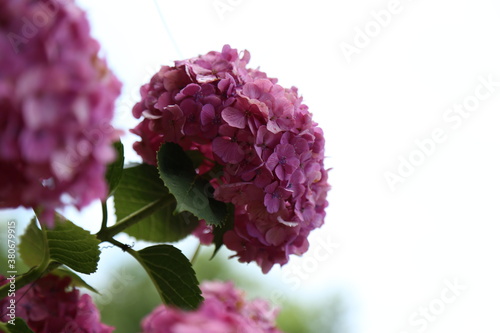 flowers on a white background