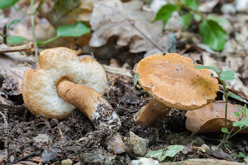 The Chestnut Bolete (Gyroporus castaneus) is an edible mushroom photo