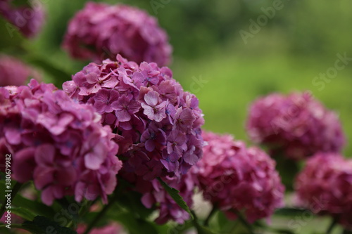 flowers in a garden