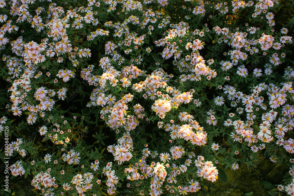 Meadow pink flowers in garden. Floral background pattern with pink aster