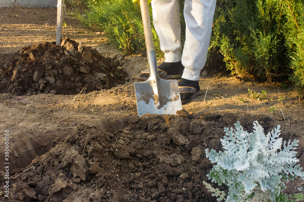 Digging new bed in a garden, legs of gardener woman with a spade, green fence of Thuja on the background