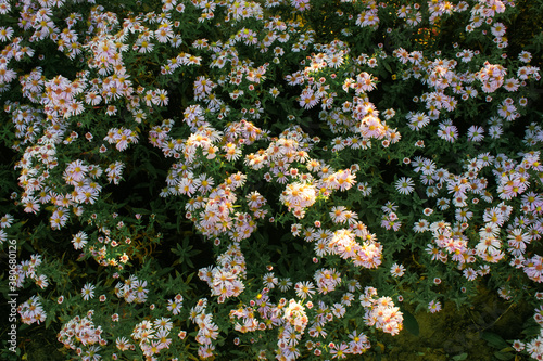 Obraz na płótnie Meadow pink flowers in garden. Floral background pattern with pink aster w salonie