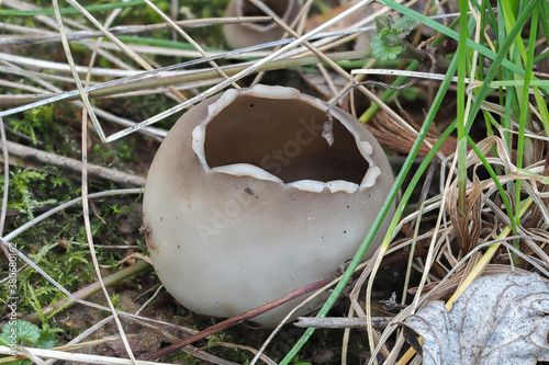 The Helvella leucomelaena is an inedible mushroom photo