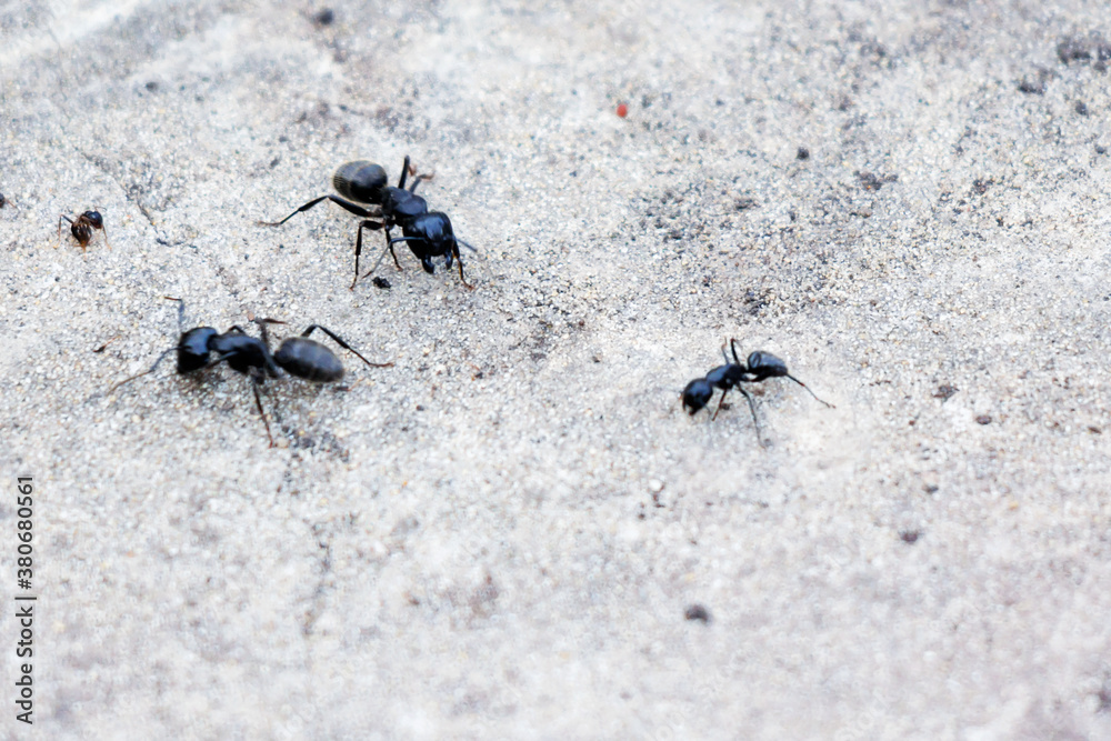 Three big black ants and one small ginger ant. Three big black ants and one small ginger ant.