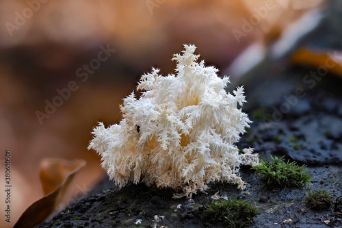 The Coral Tooth (Hericium coralloides) is an edible mushroom