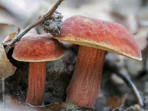 The Ruby Bolete (Hortiboletus rubellus) is an edible mushroom photo