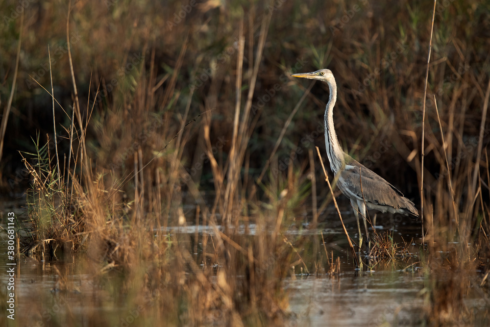 Grey Heron at Asker marsh, Bahrain Grey Heron at Asker marsh, Bahrain