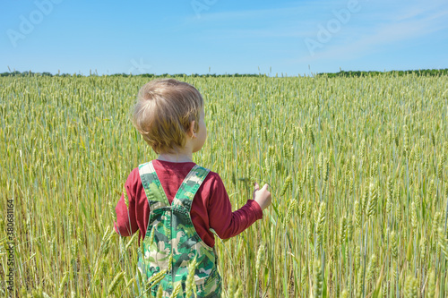 small child in a wheat field stands with his back to the viewer. little child walks in a wheat field. a little boy in a wheat field with his back to the viewer