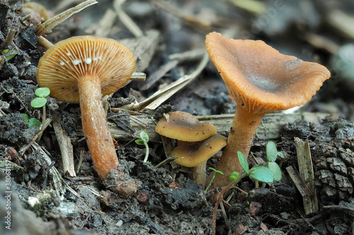 The Lactarius omphaliformis is an inedible mushroom photo