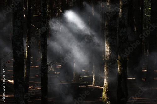 Smoke in the woods © Francesco