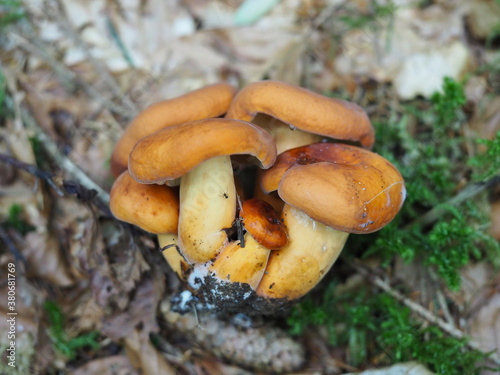 The Weeping Milk Cap (Lactifluus colemus) is an edible mushroom