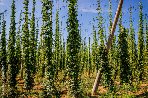 Champ de Houblon grimpant photo