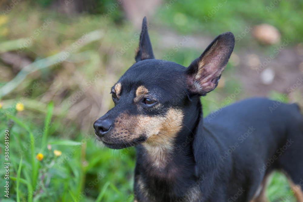 Close-up of a black and brown toy terrier dog on a background of green grass looking into the distance on a summer day. Background for advertising anti-ticks.