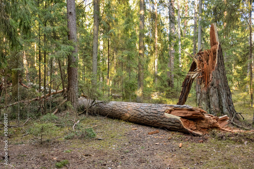 broken tree trunk in the forest