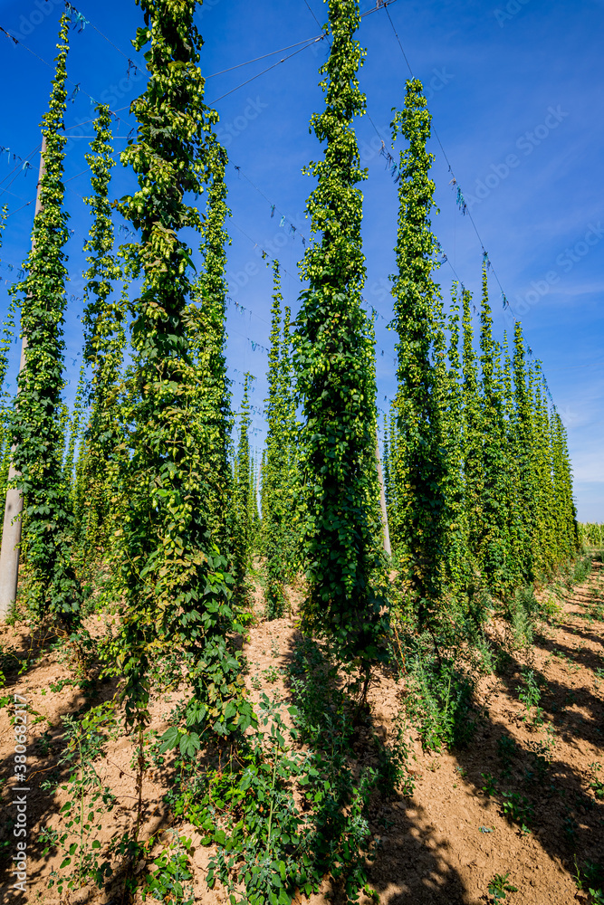 Champ de Houblon grimpant Champ de Houblon grimpant