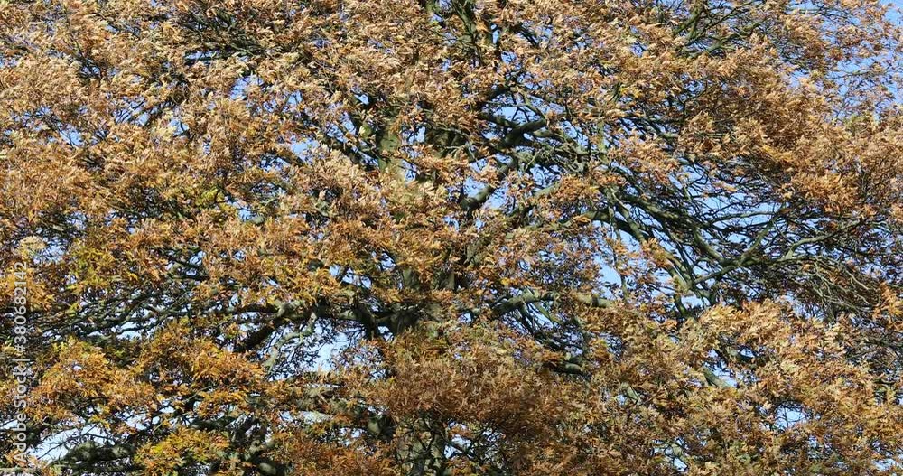 View of Oak Tree in Autumn. Strong Big Branches with Brown Leaves Sway in the Wind. Blue Sky. Sunny Day. Windy Weather. View of Oak Tree in Autumn. Strong Big Branches with Brown Leaves Sway in the Wind. Blue Sky. Sunny Day. Windy Weather.