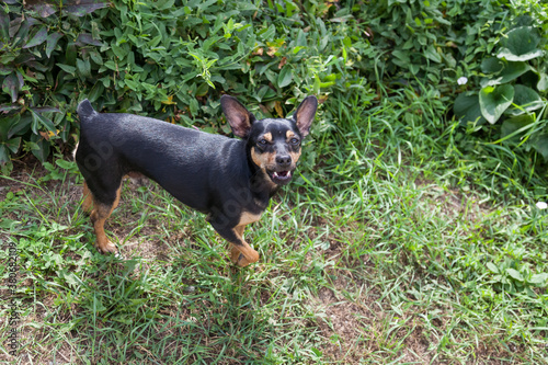 Top view of a small dog of the Miniature Pinscher breed of black and brown on a background of green grass with an open mouth on a walk on a summer day.