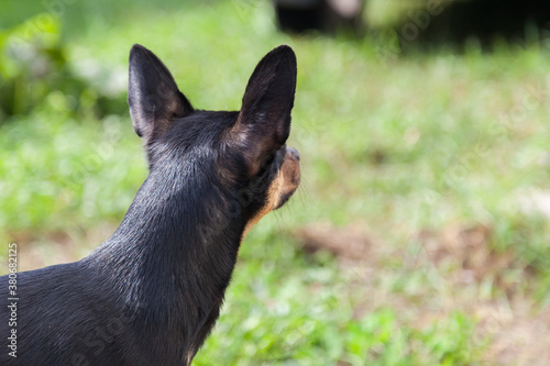 Close-up of the head of a toy terrier or miniature pinscher of black color with brown with large ears raised up, rear view against a background of green grass.
