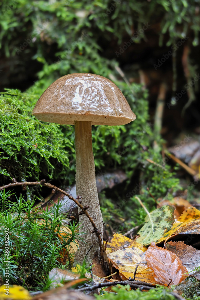 The Leccinum cyaneobasileucum is an edible mushroom The Leccinum cyaneobasileucum is an edible mushroom