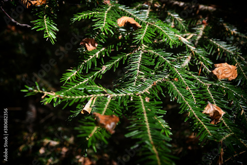 Detail of fir branch tree