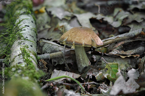 The Hazel Bolete (Leccinum pseudoscabrum) is an edible mushroom