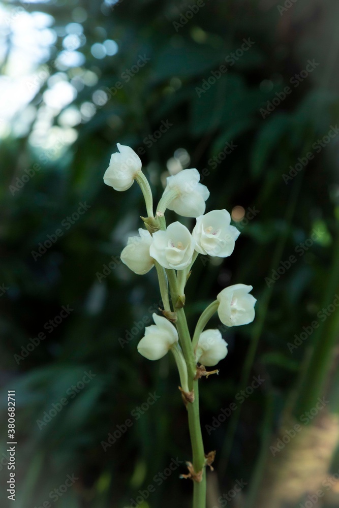 white flowers in the forest white flowers in the forest