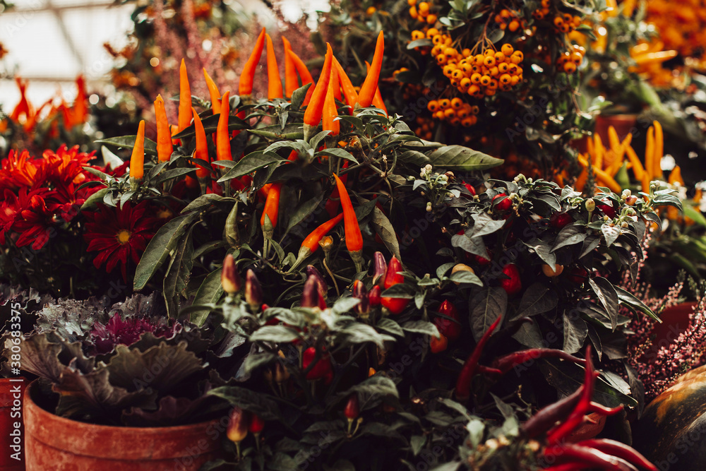 Fototapeta premium growing pepper in a pot