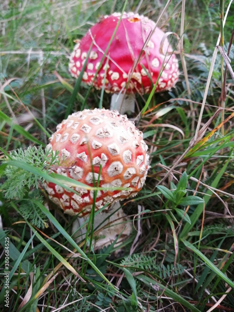 the mushroom grows among the grass,an overcast September evening. the mushroom grows among the grass,an overcast September evening.