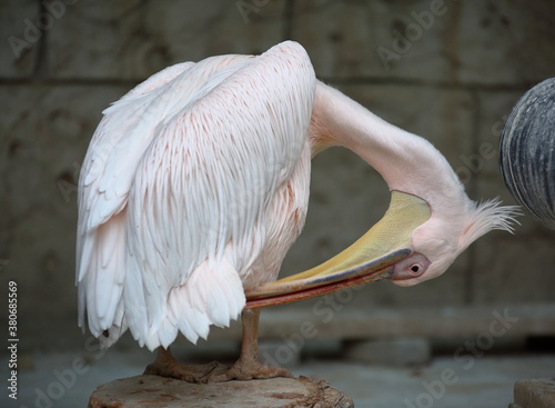 great white pelican (Pelecanus onocrotalus) also known as the eastern white pelican, rosy pelican or white pelican	 photo