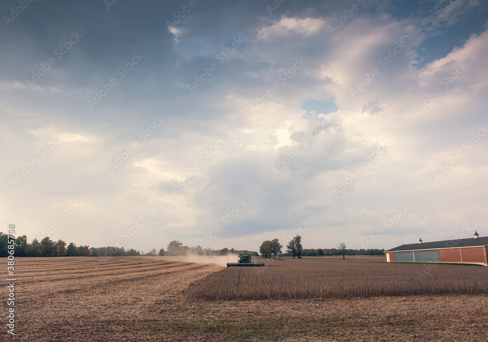 Fototapeta premium A combine makes it way through a soy field that is ready for harvesting.