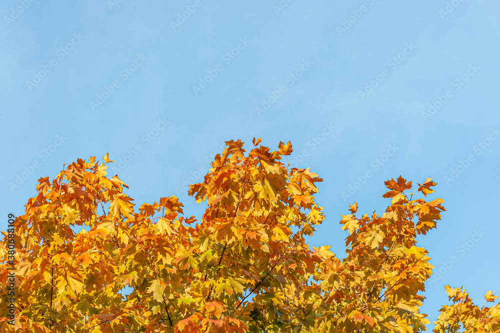 gold maple branches in autumn against a bright blue sky gold maple branches in autumn against a bright blue sky