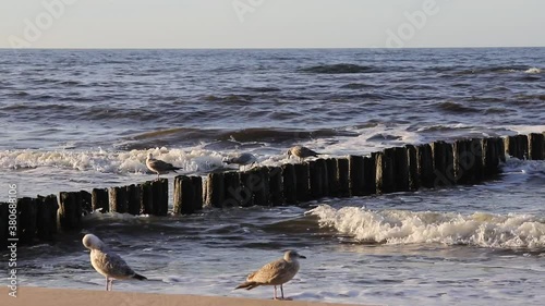 seagull on the beach