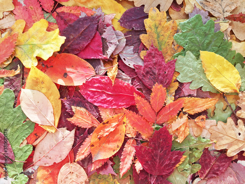 autumn leaves . acorns close-up. texture. bright colors. texture. bright colors. High quality photo. leaves fall. close-up. texture forest.