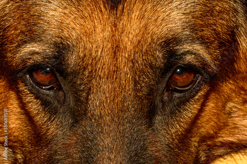 Tableau sur toile upright and straight shit of a tan German shepherd dog with light brown eyes, hazelnut