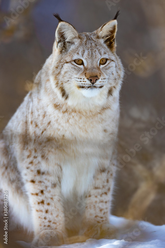 Full length portrait of furry wild lynx cat sitting on snow