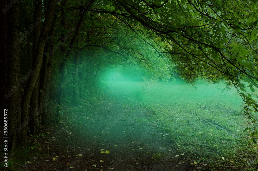 Obraz premium Misty road in forest. Blue mist, transparent fog, trees with shaped branches along the pathway. Natural tunnel of the woods