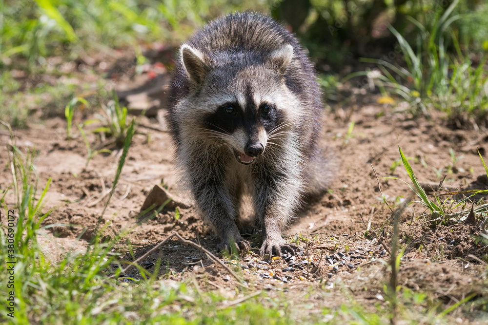 Grinning Raccoon Eating Seed on Ground Closeup Ground Level POV Grinning Raccoon Eating Seed on Ground Closeup Ground Level POV