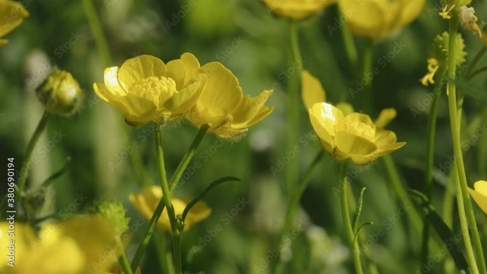 Yellow buttercup flowers in spring Yellow buttercup flowers in spring
