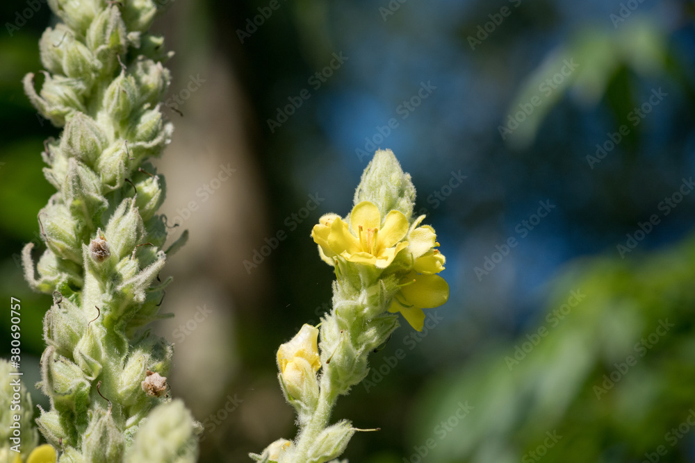 Wild Mullein Stalks and Blooms Macro with Blurred Blue Background Wild Mullein Stalks and Blooms Macro with Blurred Blue Background