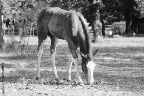 Colt horse grazing in black and white on summer morning.