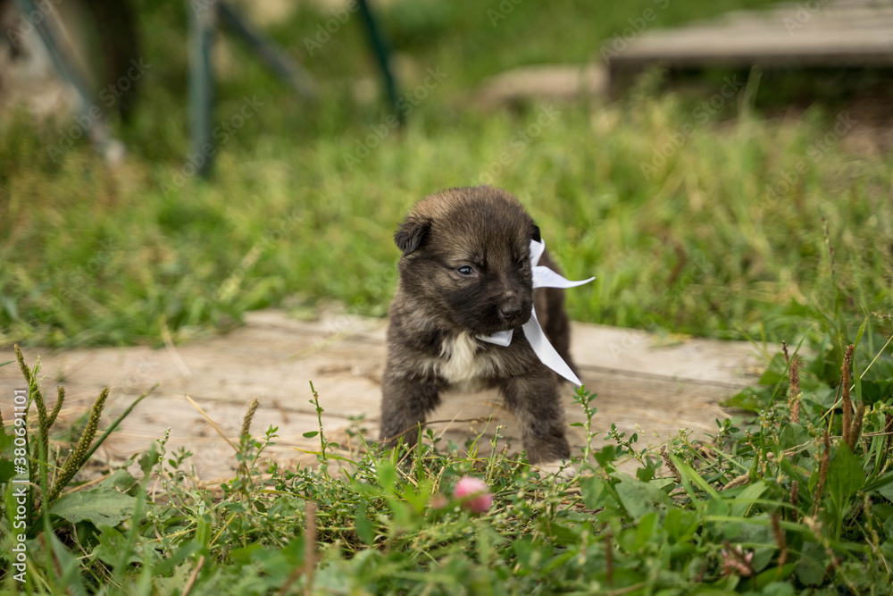 small brown dog with a white bow small brown dog with a white bow