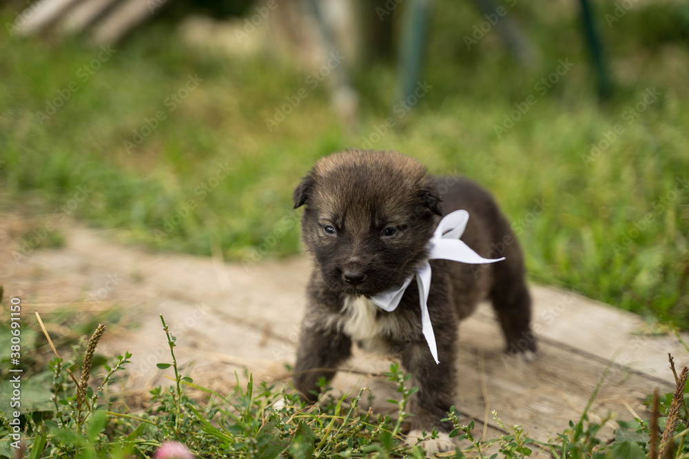 small brown dog with a white bow small brown dog with a white bow