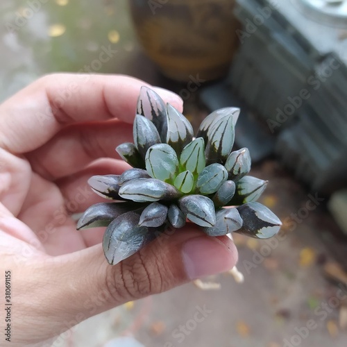 Somebody’s hand is holding Haworthia Plants in a garden. Very beautiful potted succulent plants with lovely round strips translucent and amazing details on its surface.