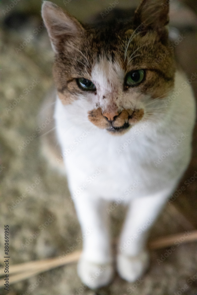 前脚を揃えて座る猫