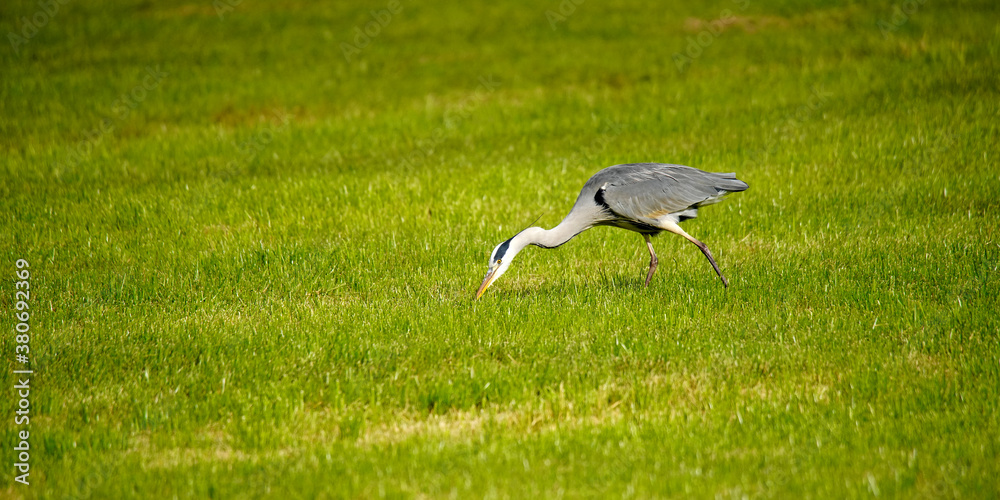 Fototapeta premium Gray Heron searching for food