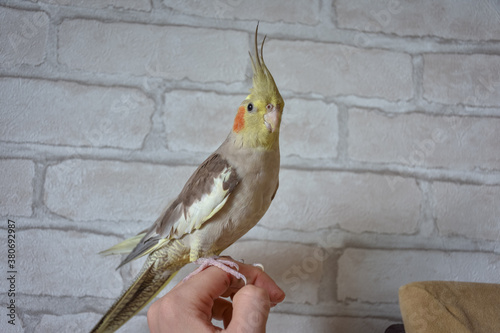 parrot cockatiel sits on the hand, portrait of a parrot