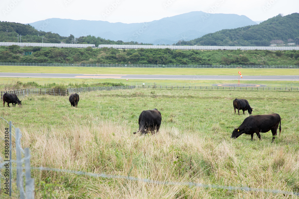 放牧場で草を食べる黒い牛たち