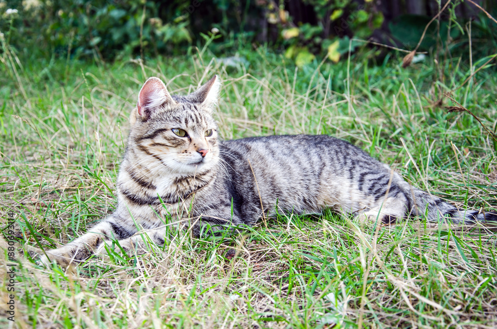 Street cat in flower bed. Gray fluffy cat is sitting in the green grass. Street cat in flower bed. Gray fluffy cat is sitting in the green grass.