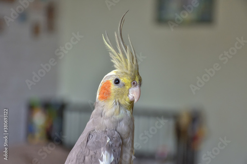 portrait of parrot cockatiel, cockatiel close-up, home parrot