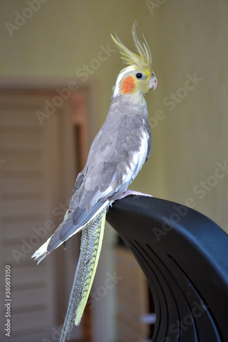 portrait of parrot cockatiel, cockatiel close-up, home parrot